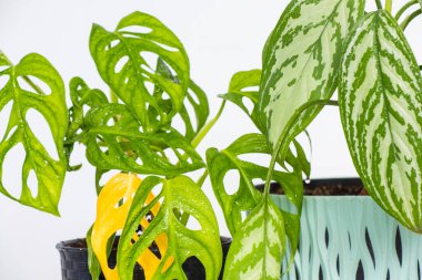 Monstera adansonii plant close-up, ever green houseplant, sunlight and green colors
