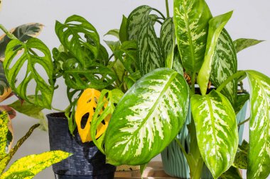 Monstera adansonii, ficus ve diğer tropikal bitkiler, şimdiye kadar yeşil bitkiler, güneş ışığı ve yeşil renkler