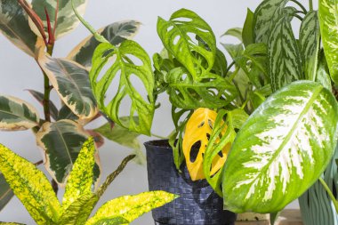 Monstera adansonii, ficus ve diğer tropikal bitkiler, şimdiye kadar yeşil bitkiler, güneş ışığı ve yeşil renkler