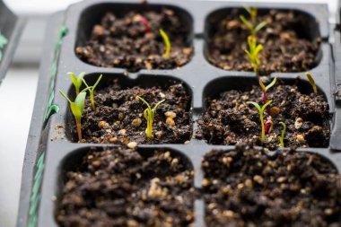 Tohum, toprak ve tohumlar siyah kasede, gün ışığında