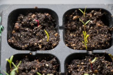 Tohum, toprak ve tohumlar siyah kasede, gün ışığında