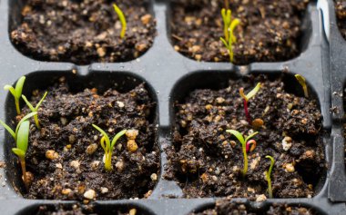 Tohum, toprak ve tohumlar siyah kasede, gün ışığında