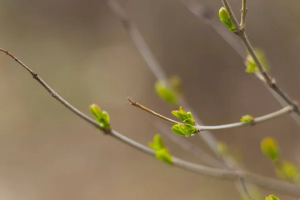 Primavera Sullo Sfondo Della Natura — Foto Stock