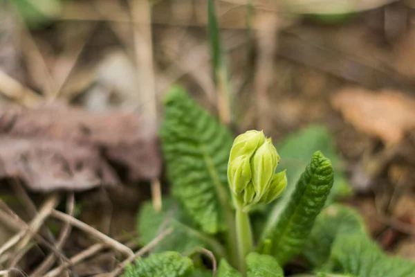 stock image Spring time in nature background