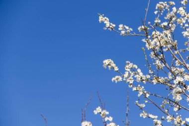 Ağaç çiçekleri ve dallar, bahar ağacı manzarası, güzel çiçekler.