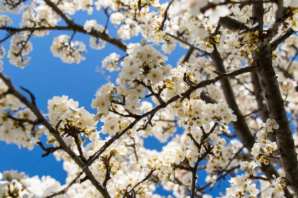 stock image tree flowers and branch, spring tree view, beautiful flowers