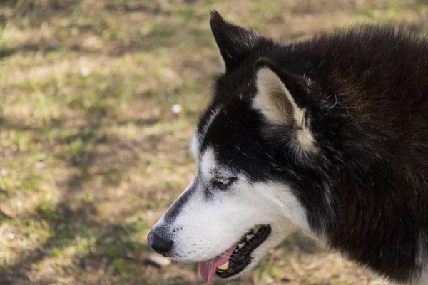 西伯利亚人的狗肖像画特写 — 图库照片
