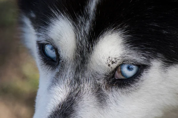 Sibirya Hasky Köpek Portresi Yakın Plan — Stok fotoğraf