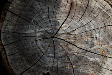 Eski ağaç halkaları ve ahşap arka plan, yüksek açı manzarası