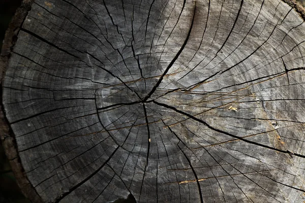 Eski ağaç halkaları ve ahşap arka plan, yüksek açı manzarası