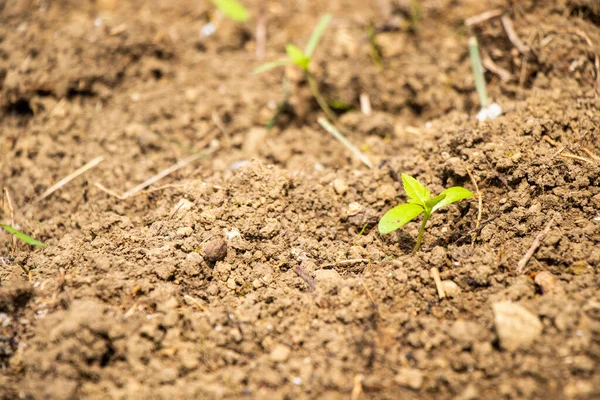 stock image Seedlings in garden, yang seedlings view