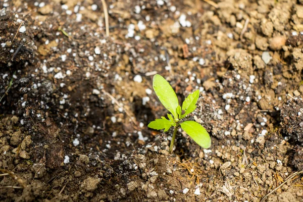 Bahçedeki tohumlar, Yang fideleri...