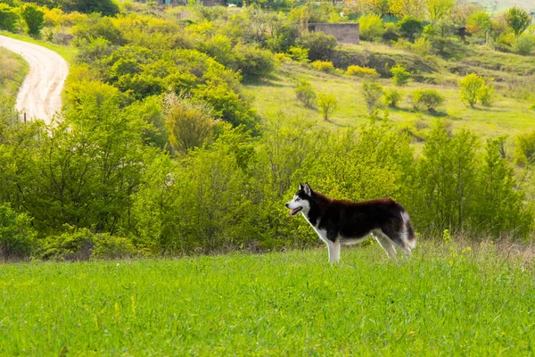 野生のフィールドでのウォーキング犬 屋外歩行 — ストック写真