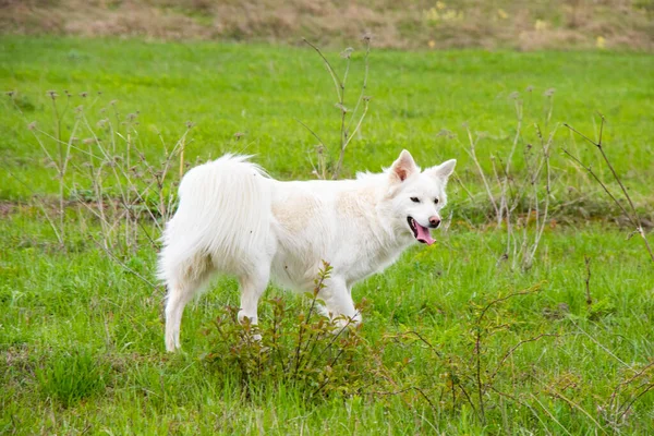 Περπατώντας Σκύλος Στο Άγριο Πεδίο Υπαίθρια Περπάτημα — Φωτογραφία Αρχείου