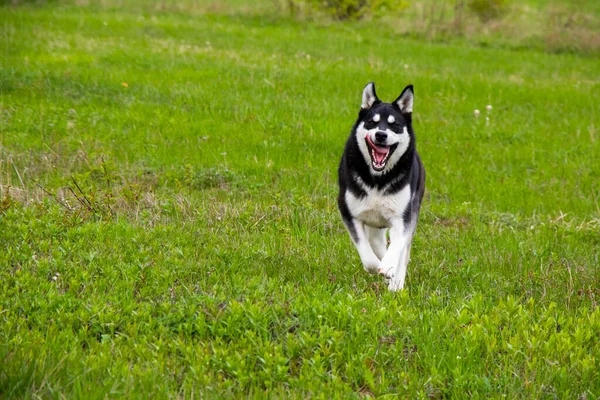 Anjing Berjalan Alam Liar Berjalan Luar Ruangan — Stok Foto