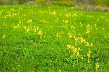 Sarı çiçek tarlası, yeşil ve sarı arkaplan