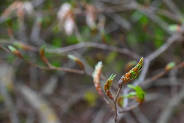 自然の中で春の時間 — ストック写真