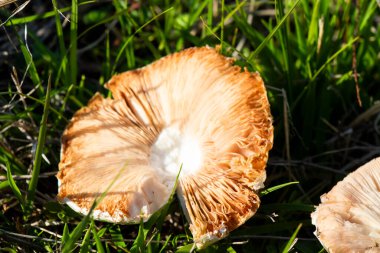 Tarlada beyaz mantar