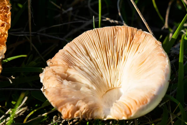 Cogumelo Branco Campo — Fotografia de Stock