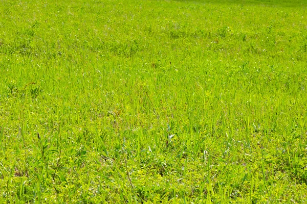 Green Grass Background Sunlight Green Color Shadows Lights Daytime — Stock Photo, Image