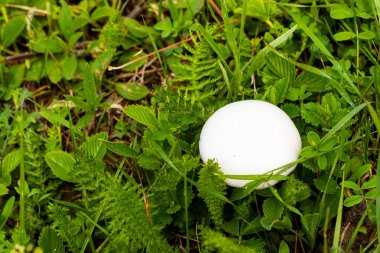Tarlada beyaz mantar. Leucoagaricus lökositleri