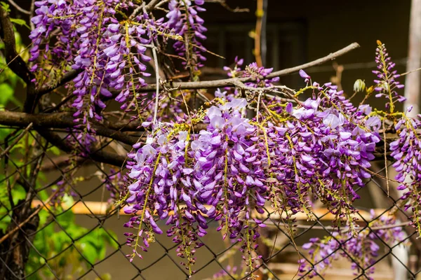 Chinese wisteria in yard, purple flowers