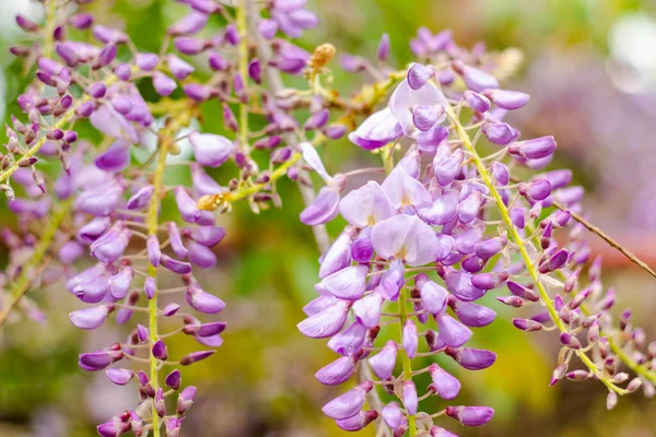 Stock image Chinese wisteria in yard, purple flowers