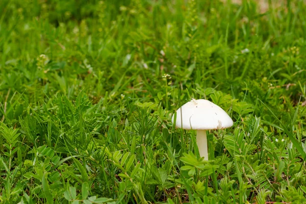 Tarlada beyaz mantar. Leucoagaricus lökositleri