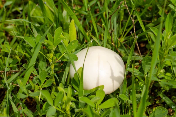 White Mushroom Field Leucoagaricus Leucothites — Stock Photo, Image