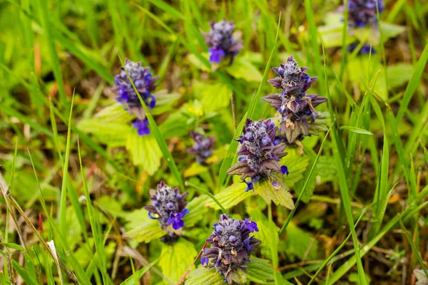 Ajuga Pyramidalis Purple Wild Flower Field — Stock Photo, Image