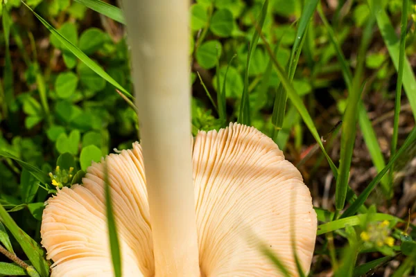 田里的白色蘑菇 白血球白血球 — 图库照片