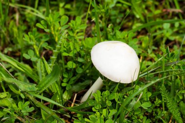 Tarlada beyaz mantar. Leucoagaricus lökositleri
