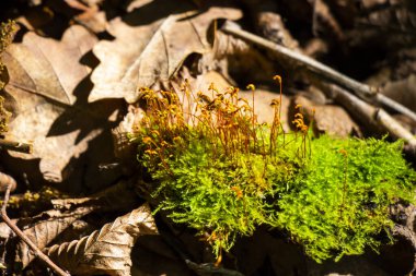 Ormanda yosun, yapraklarda yosun ve ışık.