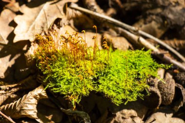 Ormanda yosun, yapraklarda yosun ve ışık.