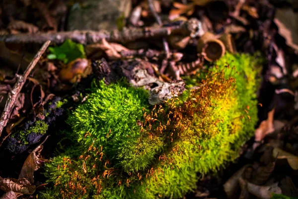 Moos Wald Moos Auf Den Blättern Und Licht — Stockfoto