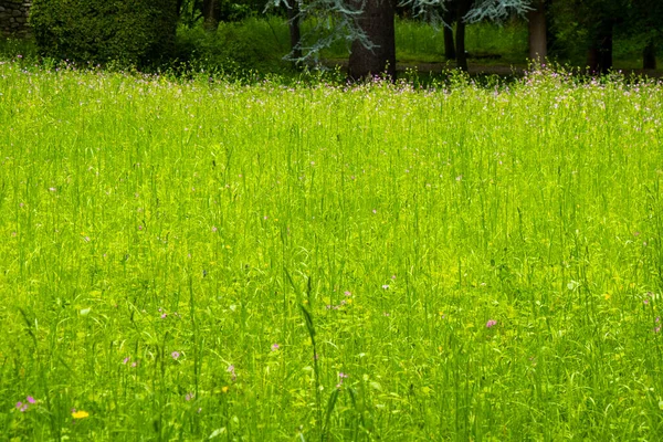 Yeşil Çimen Arka Plan Bahar Bahçesi — Stok fotoğraf