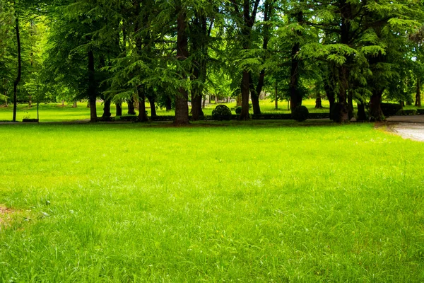 Zielona Trawa Tło Wiosenny Ogród — Zdjęcie stockowe