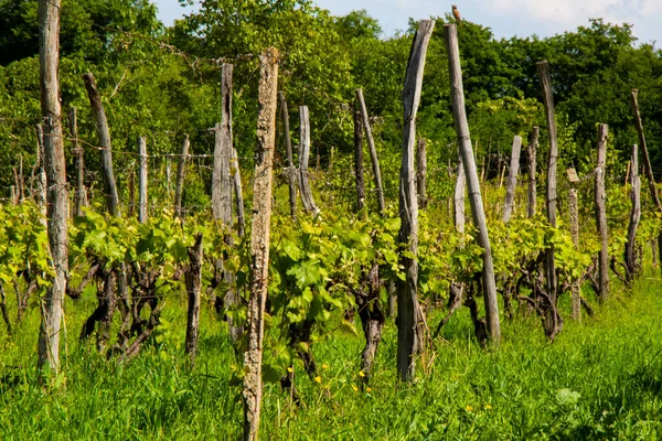 ジョージア州カヘティにあるワイナリーとワインヤード — ストック写真