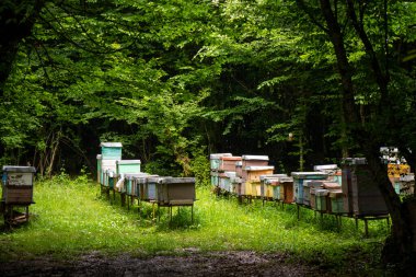 Honie kutuları, arı evi, Honie yapmak