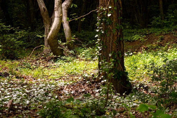 森の景色に 木と質量 グルジアのKvareli 日光の森 — ストック写真