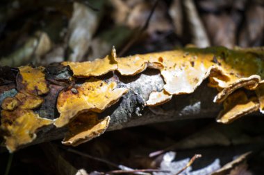 Ormandaki ağaçtaki mantarlar, mantarlar.