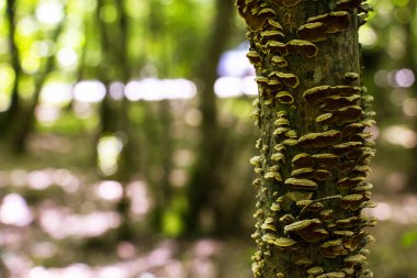 Ormandaki ağaçtaki mantarlar, mantarlar.