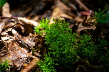 Ormanda yosun, yapraklarda yosun ve ışık.