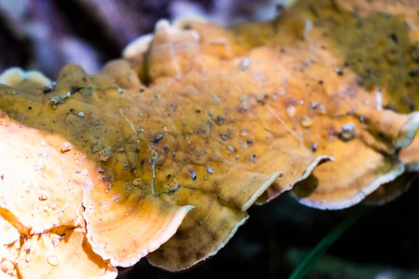 树上的蘑菇 森林里的木菇 — 图库照片