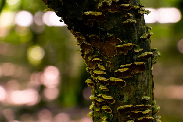 Setas Árbol Bosque Setas Madera — Foto de Stock