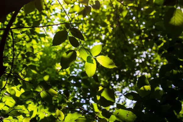Nyáron Fény Árnyékok Erdőbe — Stock Fotó