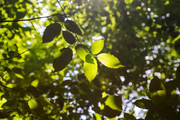 Світло Тіні Ліс Влітку — стокове фото