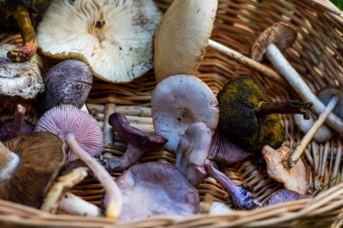 Orman mantar sepeti, büyük bir mantar grubu.