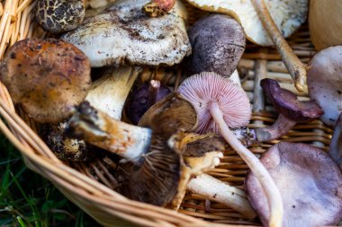 Orman mantar sepeti, büyük bir mantar grubu.