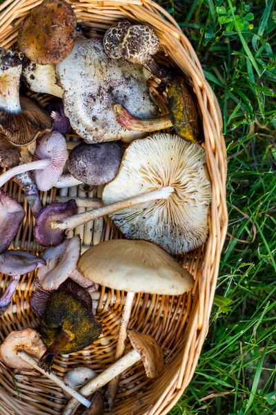 Stock image Forest mushroom basket, large group of mushrooms